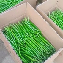 二荆条线椒产地看货论价保质保量欢迎订购量大从优