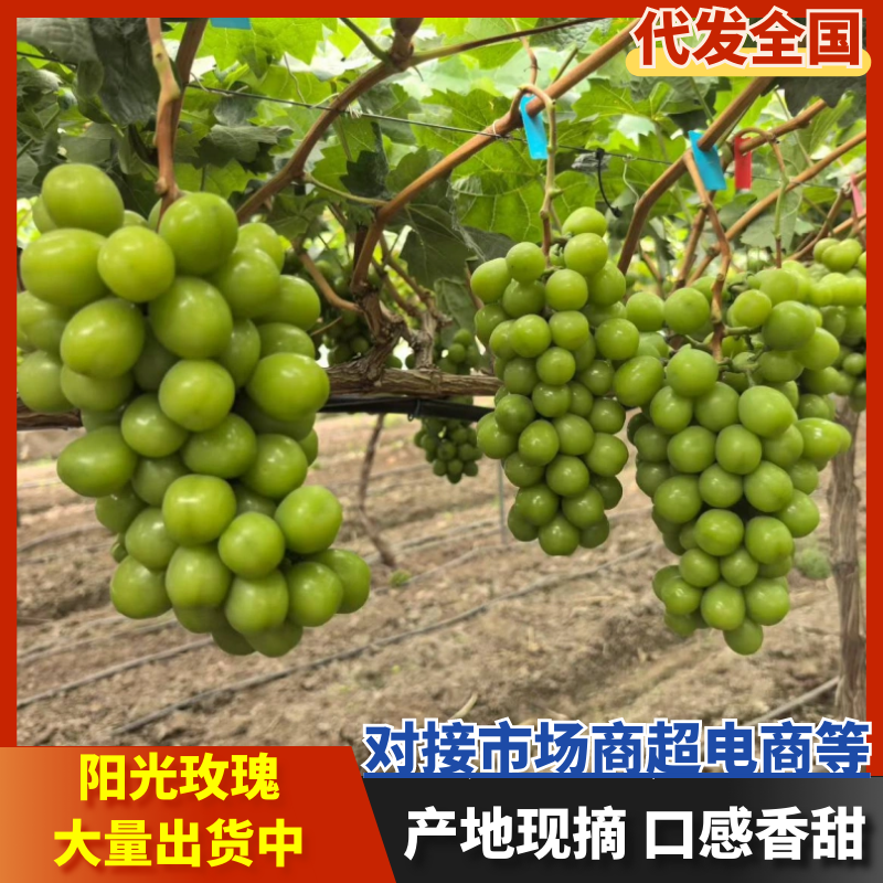 阳光玫瑰烧棚果数量不多两三万斤底糖14速来标价就是卖价