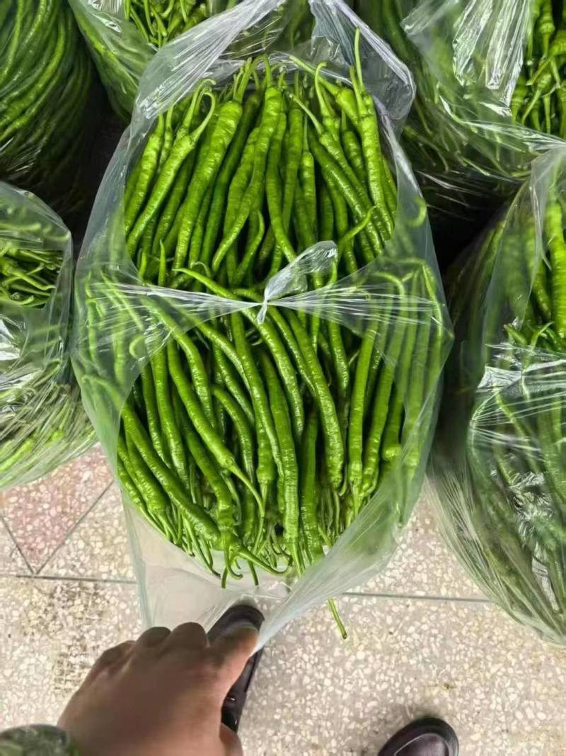 二荆条线椒产地看货论价保质保量欢迎订购量大从优