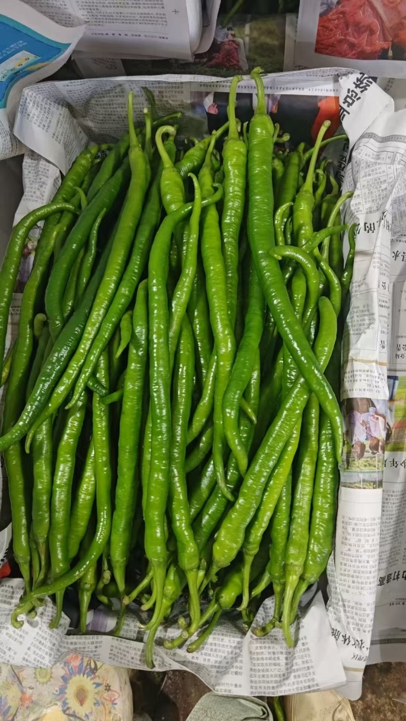 二荆条线椒产地看货论价保质保量欢迎订购量大从优