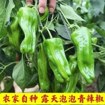 301辣椒产地看货论价保质保量欢迎订购