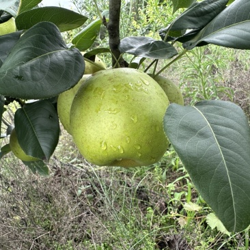 翠冠梨