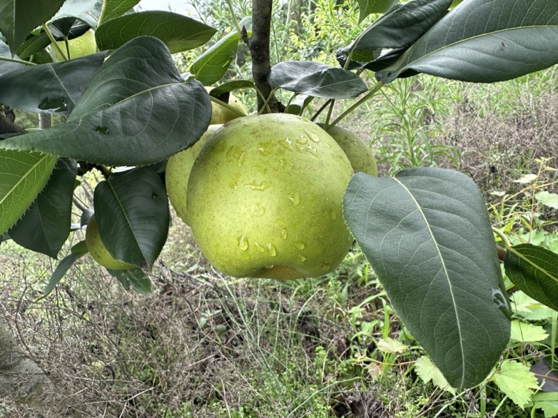 翠冠梨