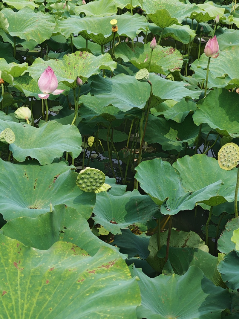 水果莲蓬脆甜可口