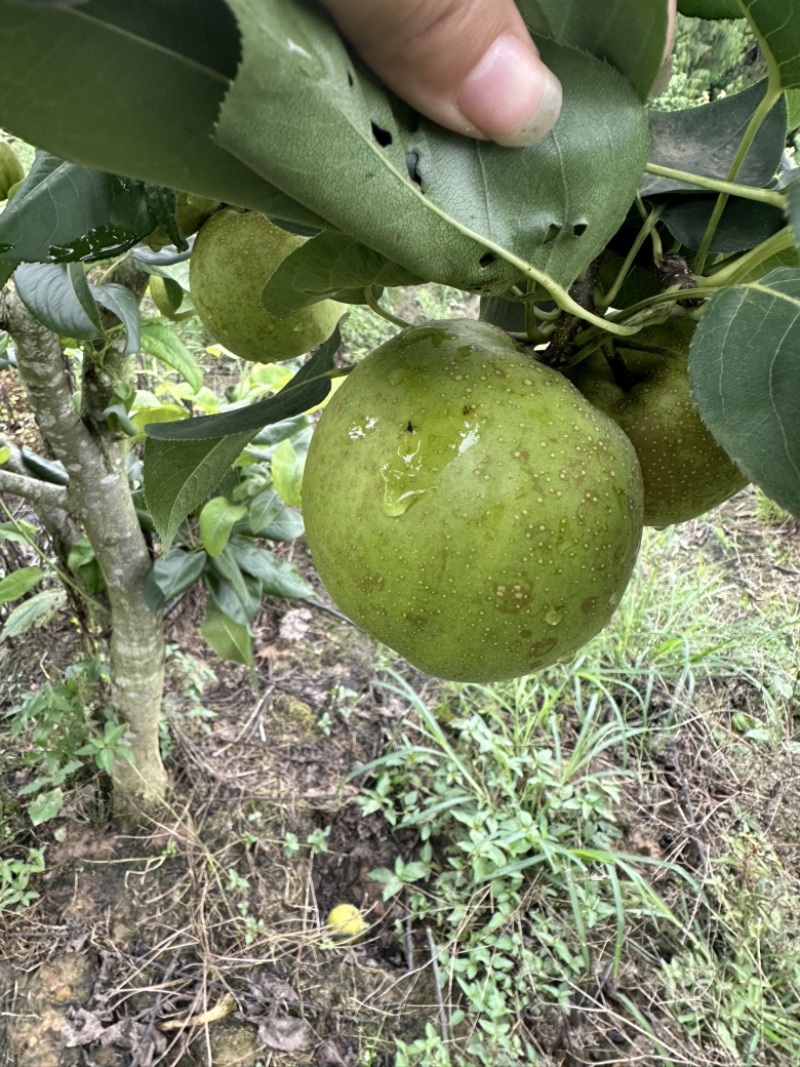 翠冠梨