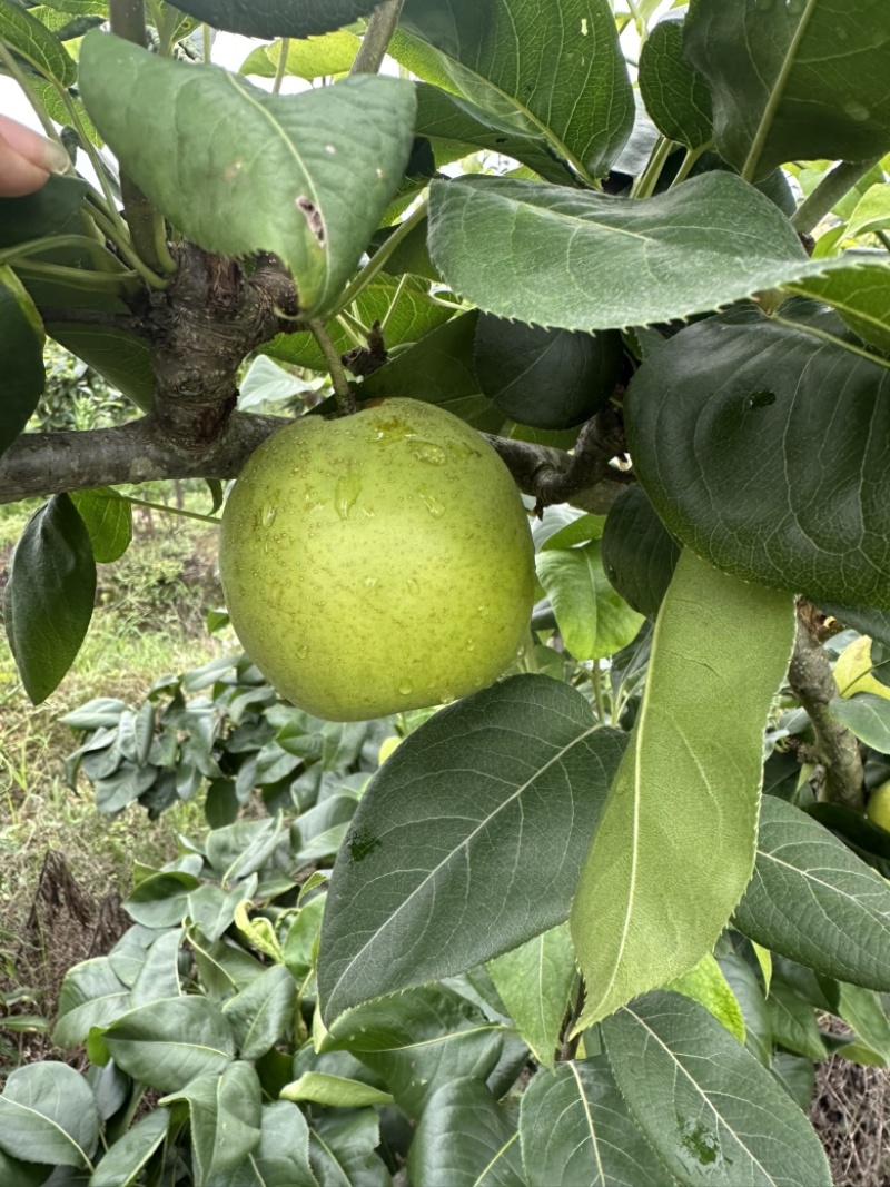 翠冠梨