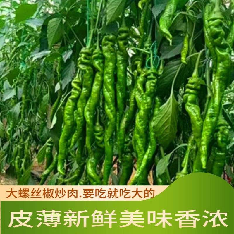 陇椒大螺丝椒产地看货论价保质保量欢迎订购