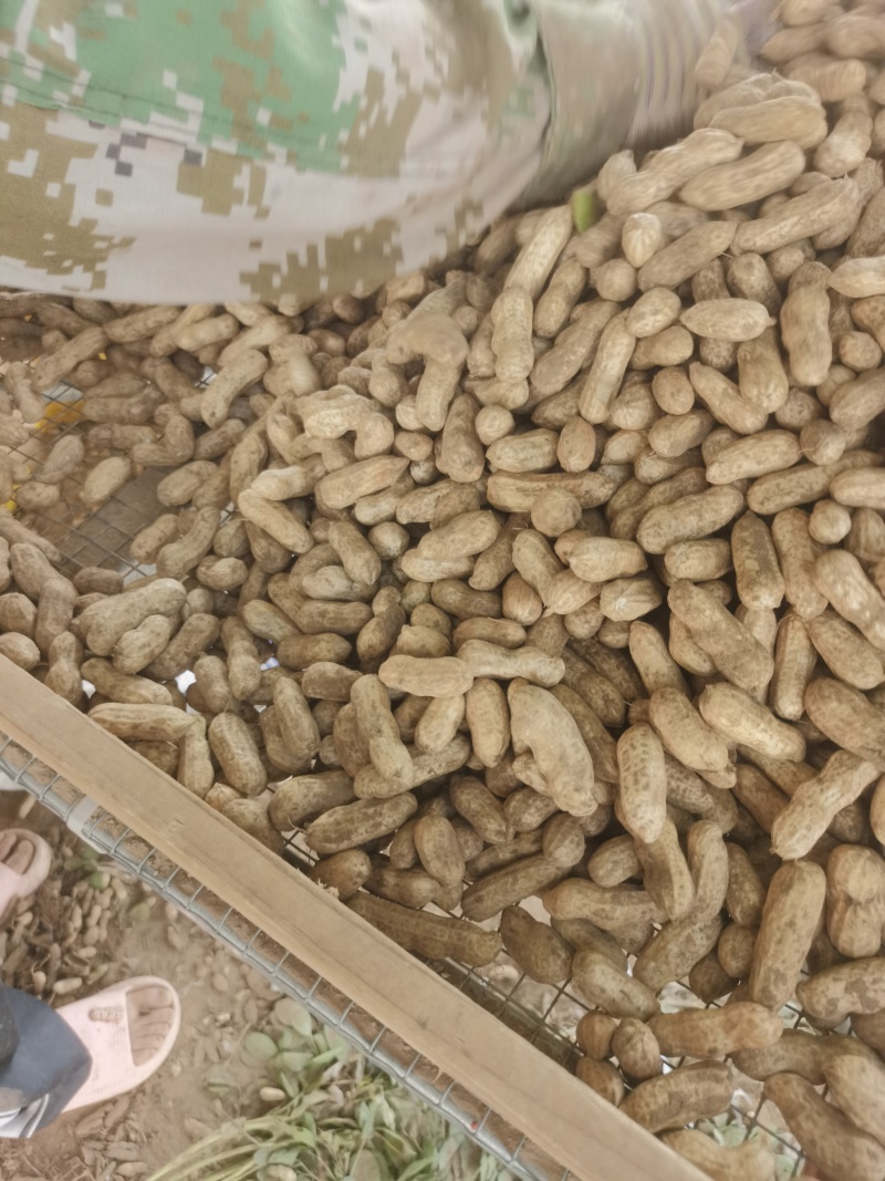 河南开封祥符区四粒红鲜花生大量有货，需要的老板联系