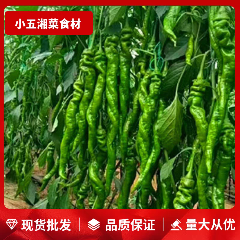陇椒大螺丝椒产地看货论价保质保量欢迎订购