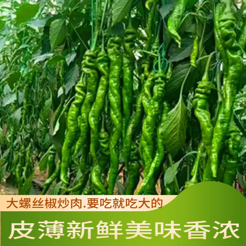 陇椒大螺丝椒产地看货论价保质保量欢迎订购