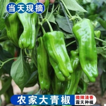 苏椒泡椒薄皮椒产地看货论价保质保量欢迎订购