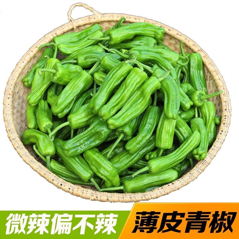 苏椒泡椒薄皮椒产地看货论价保质保量欢迎订购