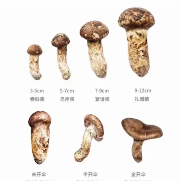 雅江新鲜松茸现采现发高原山林珍品顺丰速达
