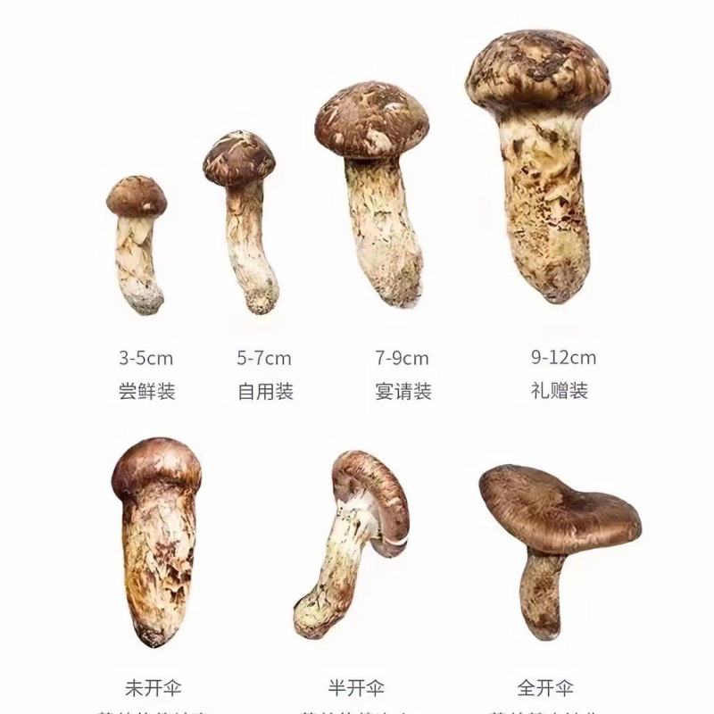 雅江新鲜松茸现采现发高原山林珍品顺丰速达
