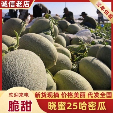 海南晓蜜25号哈密瓜，产地一手货源，量大优惠，可视频看货
