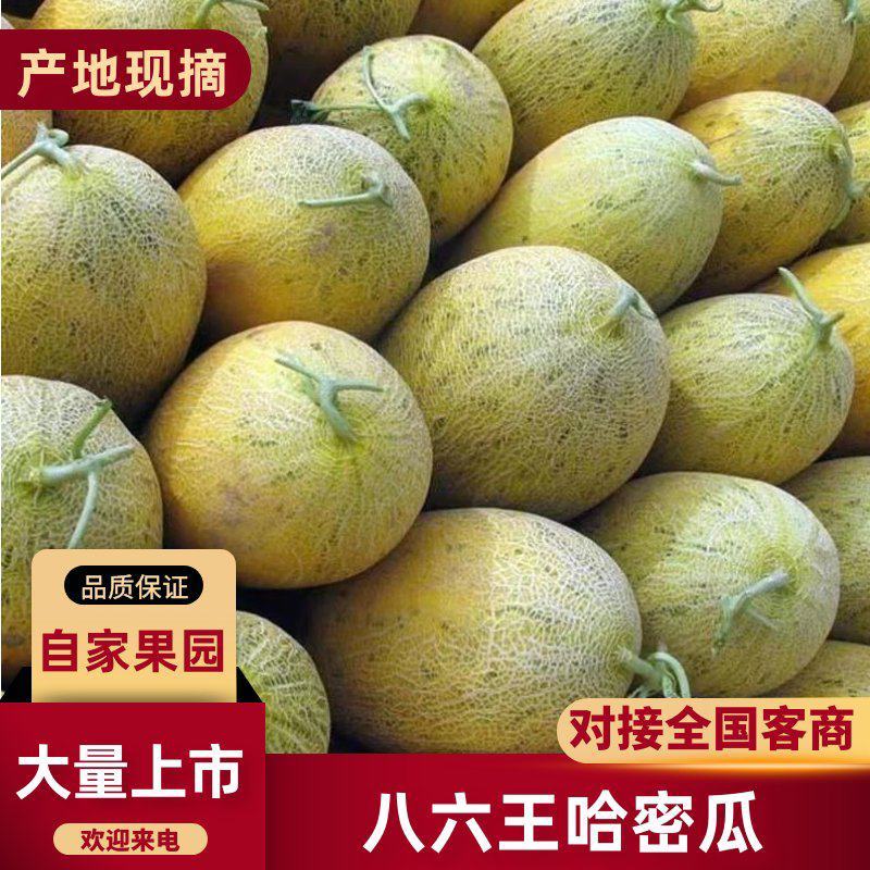 新疆八六王哈密瓜，大量上市可以视频看货，价格可谈欢迎合作