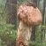 雅江新鲜松茸现采现发高原山林珍品顺丰速达