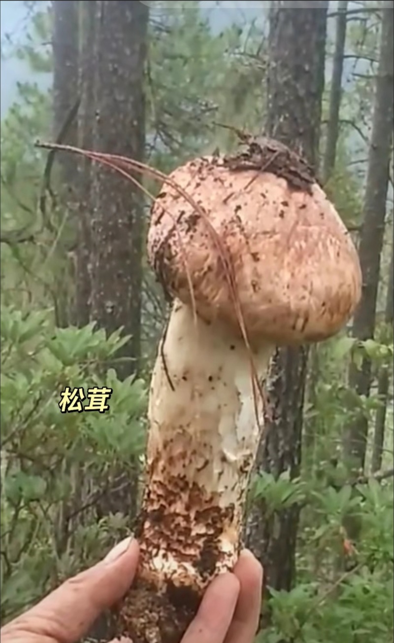雅江新鲜松茸现采现发高原山林珍品顺丰速达
