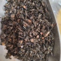 牛虻虫正宗好货药用价值高包邮批发各种中药材批发零售