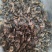 牛虻虫正宗好货药用价值高包邮批发各种中药材批发零售