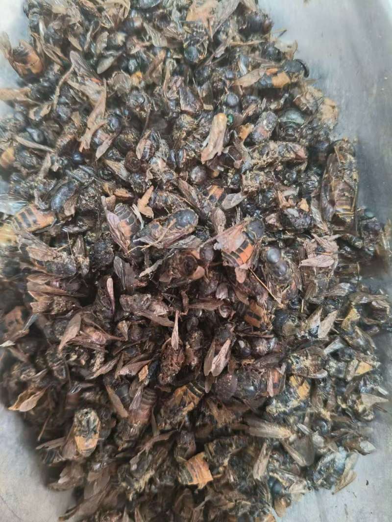 牛虻虫正宗好货药用价值高包邮批发各种中药材批发零售