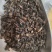 牛虻虫正宗好货药用价值高包邮批发各种中药材批发零售