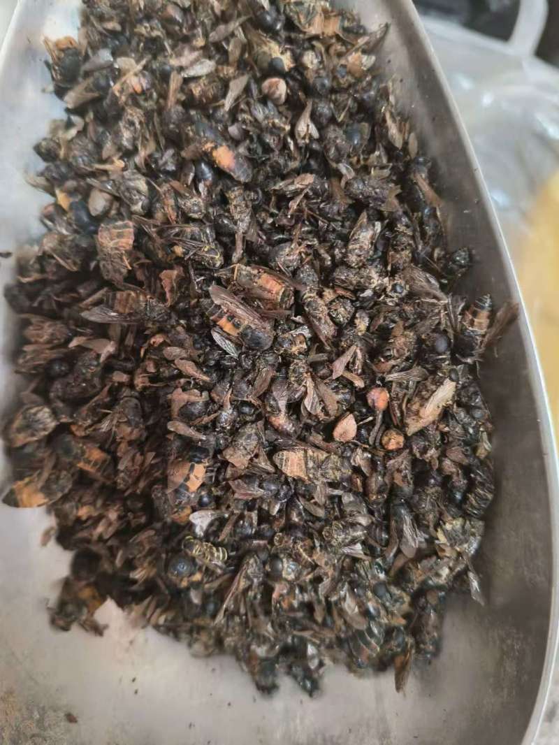 牛虻虫正宗好货药用价值高包邮批发各种中药材批发零售