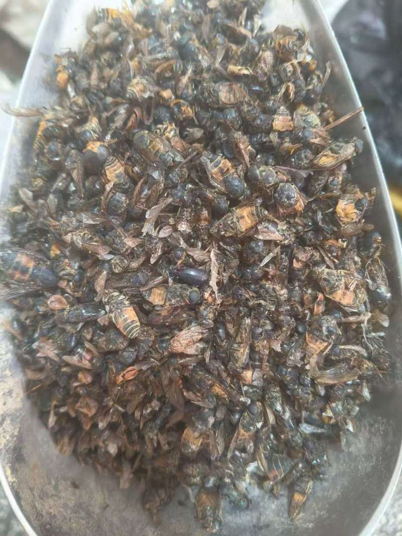牛虻虫正宗好货药用价值高包邮批发各种中药材批发零售