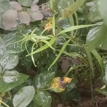 野生山药