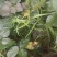 野生山药