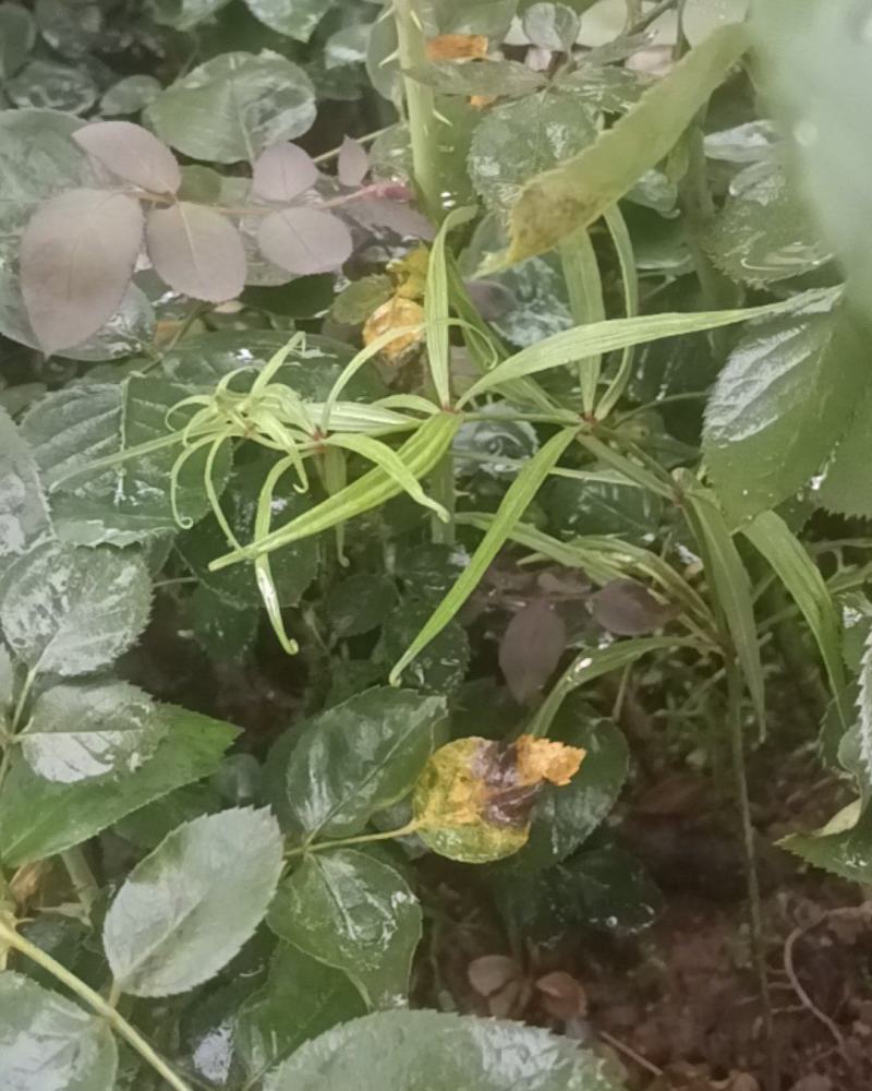 野生山药