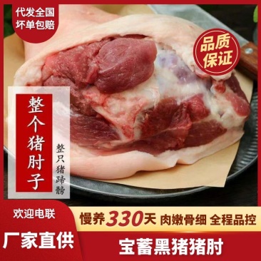 猪肘子猪前肘后肘子宝蓄黑猪肉冷鲜肉量大从优
