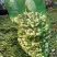 吉林青蒜大量有货保质保量量大从优可对接商超市场