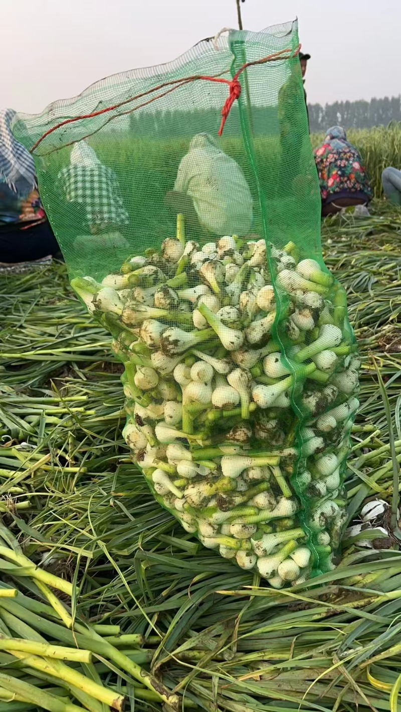 吉林青蒜大量有货保质保量量大从优可对接商超市场
