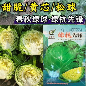 绿抗先锋甘蓝种子喧菜松软黄心甘蓝绿球卷心菜甜脆春秋甘蓝种