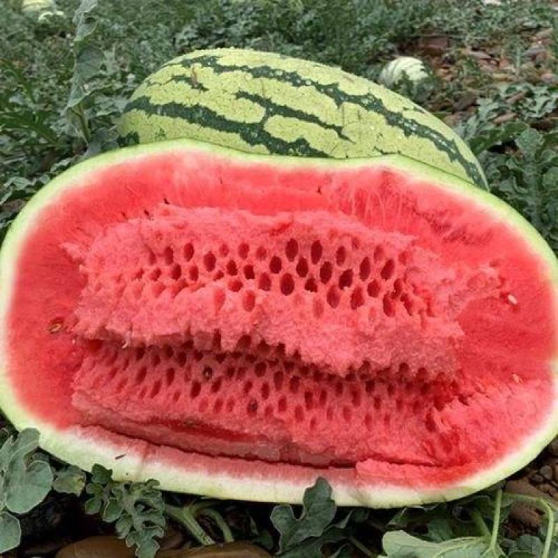 宁夏硒砂瓜