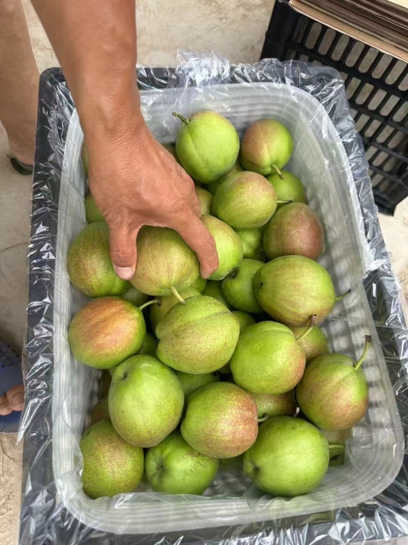 河北香梨新梨七号一级果水果甘甜可口大量现货