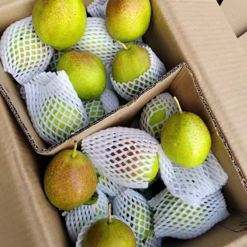 河北香梨新梨七号一级果水果甘甜可口大量现货