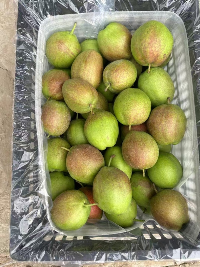 河北香梨新梨七号一级果水果甘甜可口大量现货