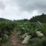 特大紫罐茄子绿色农家肥种植农家自种直发现卖现摘非冷藏发货
