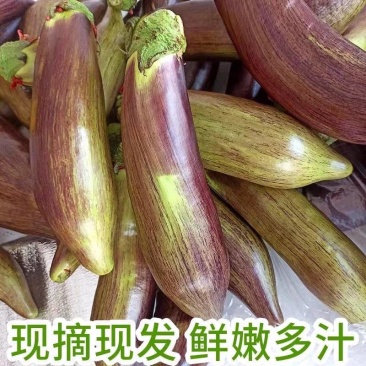 长茄子五花茄子产地看货论价保质保量欢迎订购
