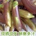 长茄子五花茄子产地看货论价保质保量欢迎订购