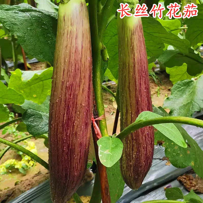 长茄子五花茄子产地看货论价保质保量欢迎订购