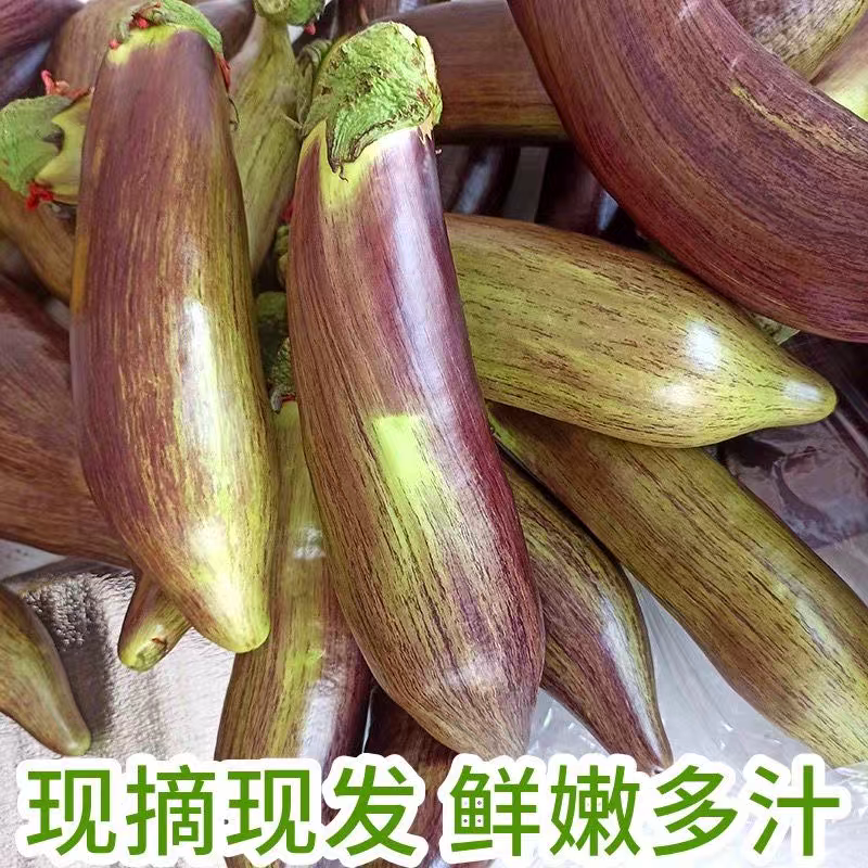 长茄子五花茄子产地看货论价保质保量欢迎订购