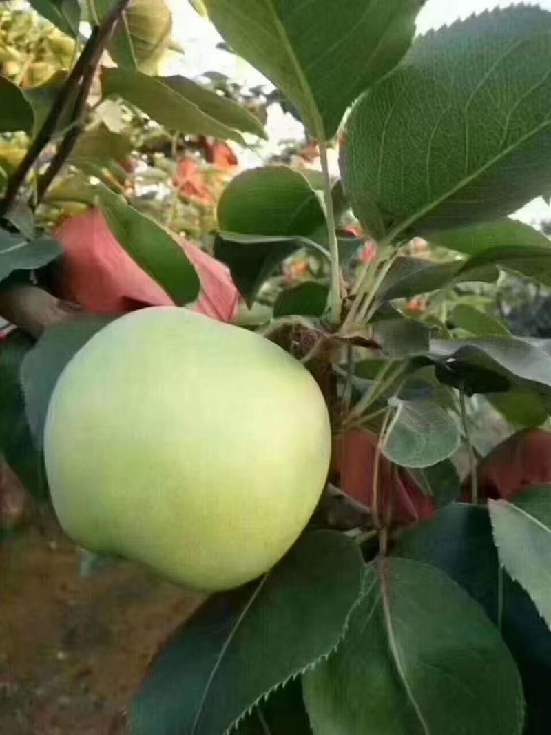 山东聊城绿宝石梨早熟梨脆甜多汁颗颗精选坏果包赔
