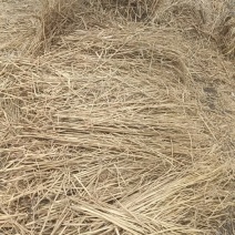 治沙稻草长度70-90公分水份11左右