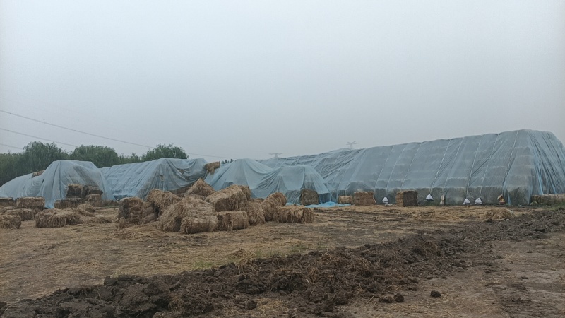 治沙稻草长度70-90公分水份11左右