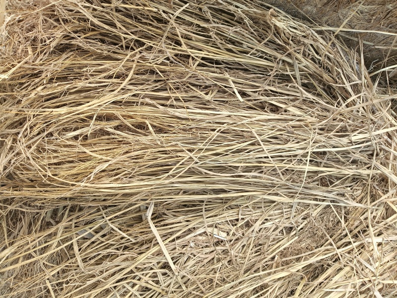 治沙稻草长度70-90公分水份11左右