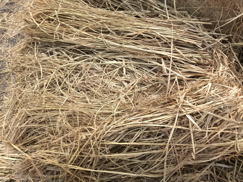 治沙稻草长度70-90公分水份11左右