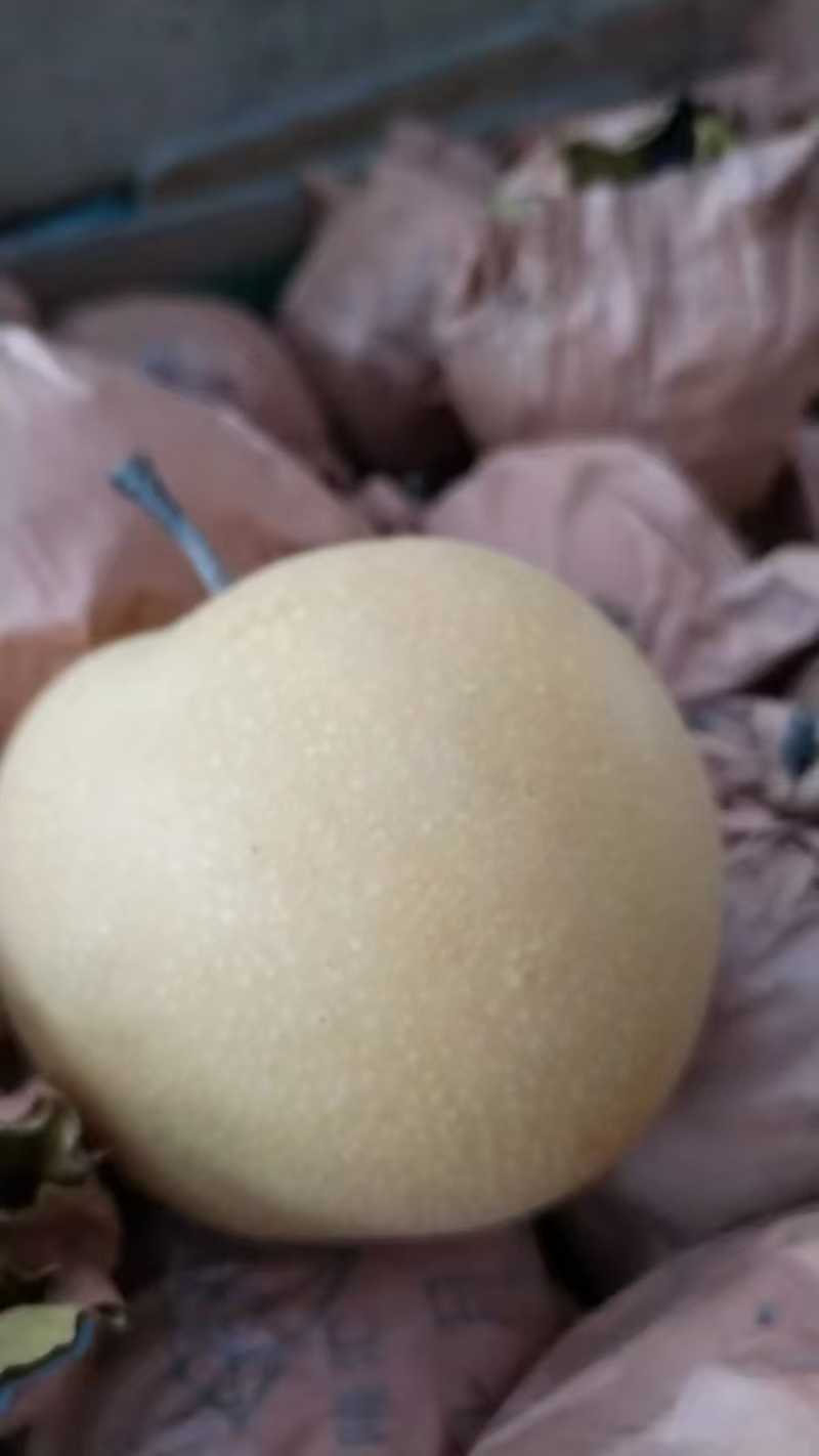 [牛]山东聊城绿宝石梨早熟梨脆甜多汁颗颗精选坏果包赔
